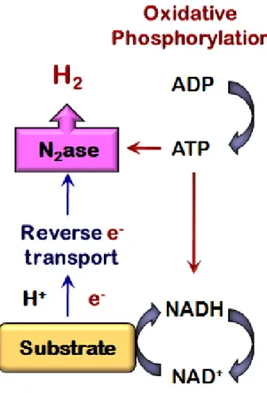 Figure 1. Schematic representation of microaerobic dark fermentative hydrogen  production by N 2 ase