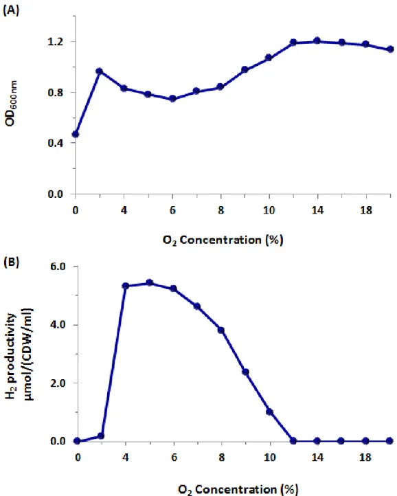 Figure 2. Effect of O 2  concentration on growth (A) and hydrogen productivity  (B). (A) OD 600nm of R
