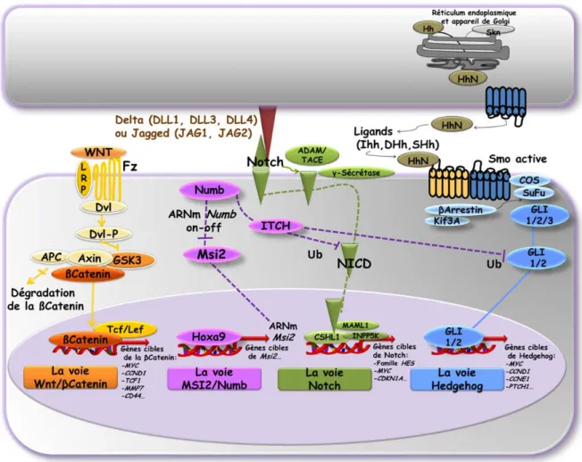 Figure 7. Les différentes voies de signalisation impliquées dans l'autorenouvellement  de la cellule souche de la leucémie myéloïde chronique.