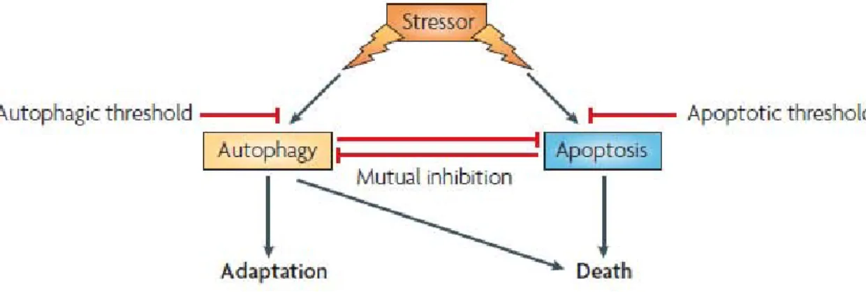 Figure 8 - Crosstalk entre autophagie et apoptose (120) 