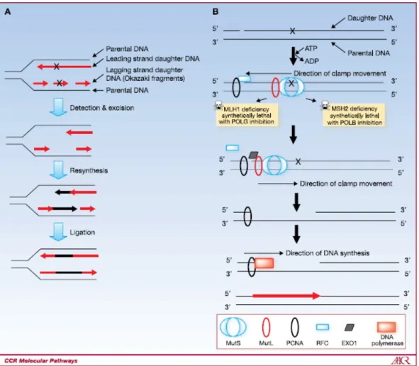 Figure 3 : Overview of the mismatch repair (MMR) pathway 
