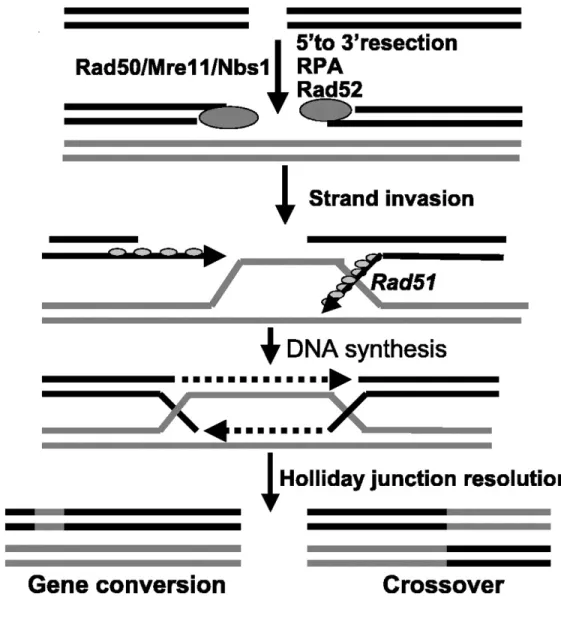 Figure 7: Overview of the homologous recombination (HR) repair pathway.   