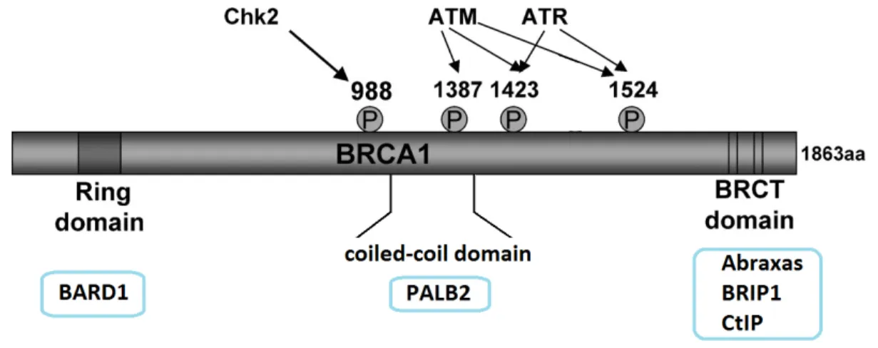Figure 10: The domains of BRCA1 and its sites of phosphorylation in response of stress