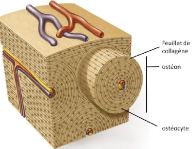 Figure 1: L'ostéon : structure fonctionnelle fondamentale de l’os cortical  L’ostéon  est  une  structure  cylindrique  d’environ  0,2  millimètres  de  diamètre formée dans le sens longitudinal de l’os