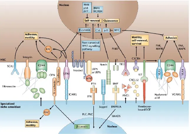 Figure 8: Interactions cellulaires dans la niche hématopoïétique 