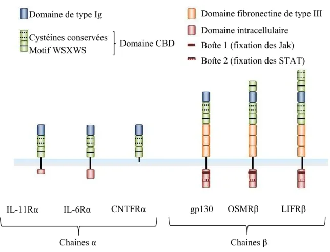 Figure  2.  Représentation  schématique  de  la  structure  des  chaines  réceptrices  des  cytokines de la famille de l’IL-6 (Heinrich, Behrmann et al