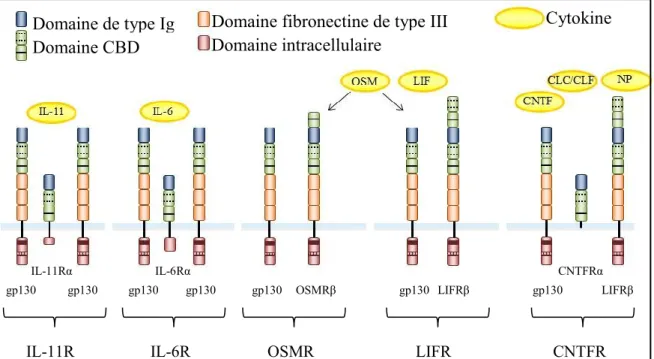 Figure  3.  Représentation  schématique  de  la  composition  des  différents  récepteurs des cytokines de la famille de l’IL-6