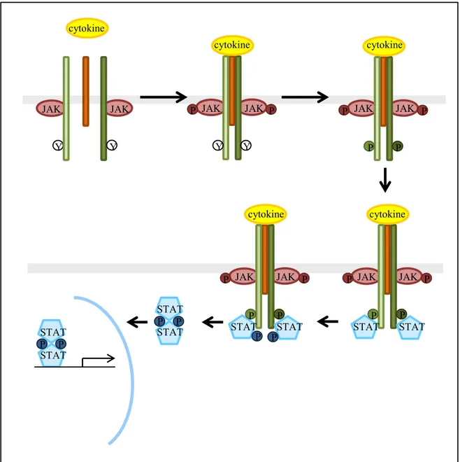 Figure  5.  Représentation  schématique  des  différentes  étapes  d’activation  de  la  voie de signalisation Jak/STAT par les cytokines de la famille de l’IL-6