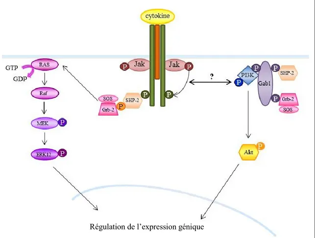 Figure  6.  Représentation  schématique  de  la  voie  de  signalisation  des  MAP  kinases et de la PI3K par les cytokines de la famille de l’IL-6