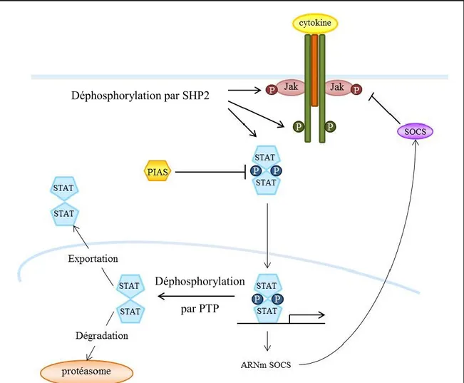 Figure  7.  Régulation  négative  de  la  voie  de  signalisation  Jak/STAT  par  les  cytokines de la famille de l’IL-6