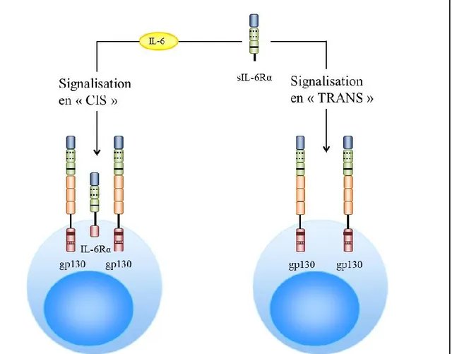 Figure 8. Représentation schématique des deux types de signalisation possibles  par l’IL-6 : signalisation dite en « CIS » et en « TRANS » 