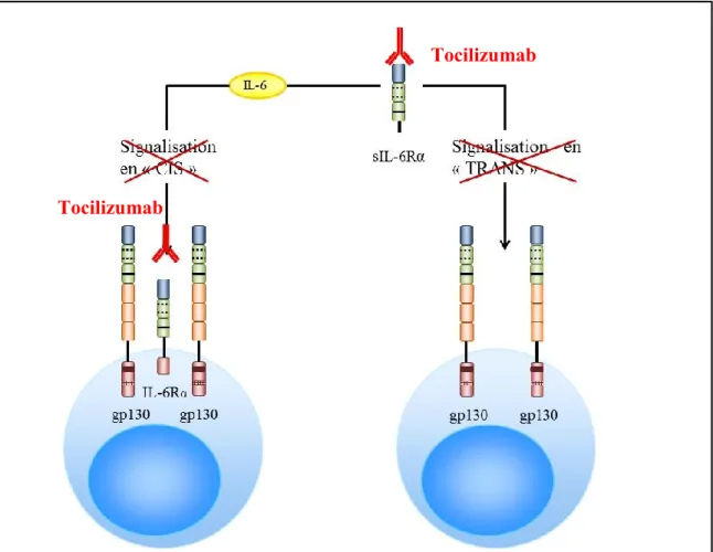 Figure  9.  Représentation  schématique  du  blocage  de  la  signalisation  de  l’IL-6  par le Tocilizumab