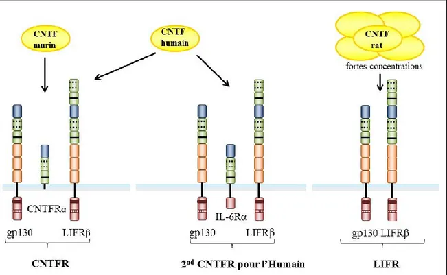 Figure  10.  Représentation  schématique  des  différents  récepteurs  du  CNTF  existants selon les espèces