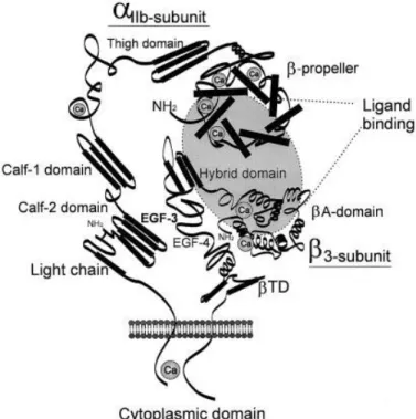 Figure 1.5:  Schematic representation of the α IIb β 3  integrin. Quinn M. J. et al. Arteriosclerosis, Thrombosis, and  Vascular Biology