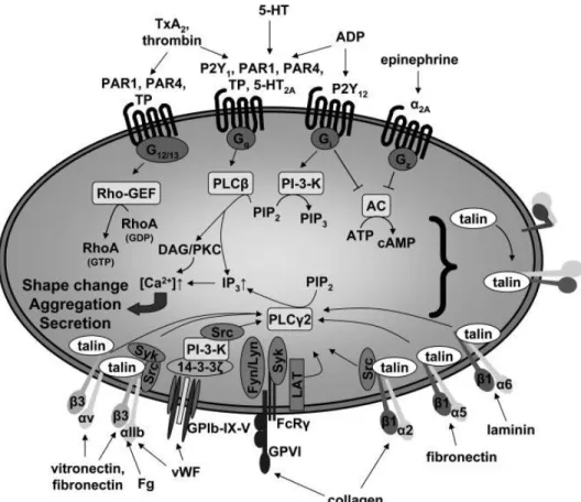 Figure 1.8: The major signalling pathways implicated in platelet activation. Varga-Szabo D