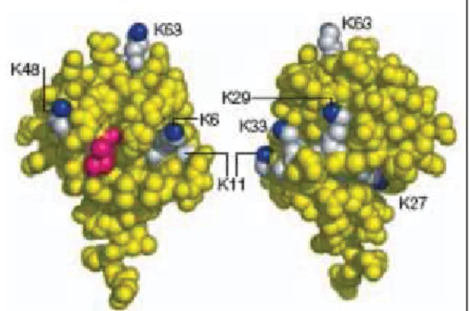 Figure 1. Structure de l'ubiquitine. Deux faces de l'ubiquitine sont représentées. Les 7 