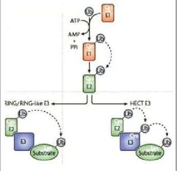 Figure 3. Les différentes étapes de l'ubiquitination des protéines. Tirée de (12).  1.1.4.1 Enzymes d'activation E1s 