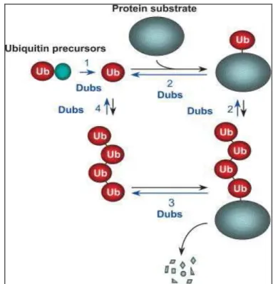 Figure 4. Fonctions de DUBs dans le système ubiquitine. 1: maturation de 