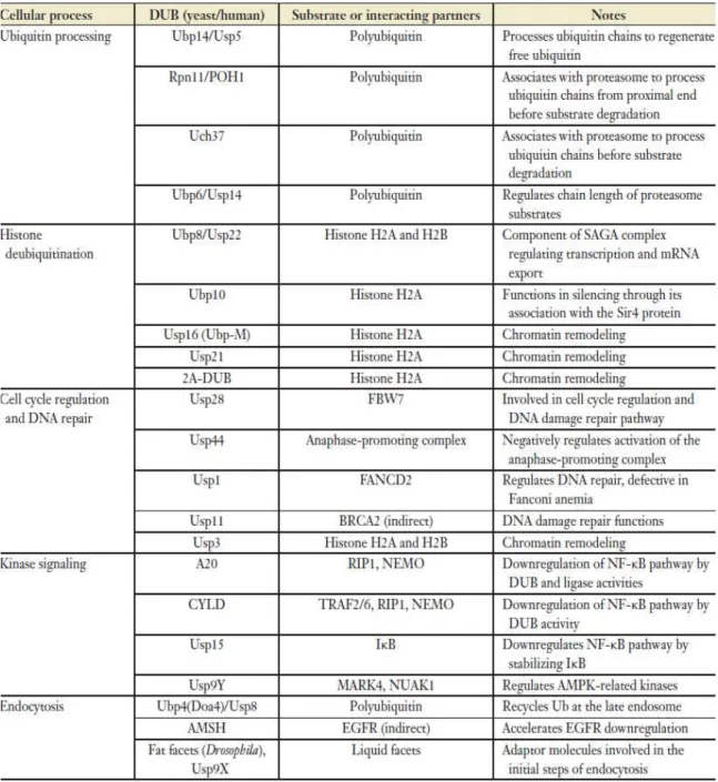 Tableau I. Exemple de déubiquitinases listées avec leurs substrats ainsi que les  processus cellulaires dans lesquels elles sont impliquées