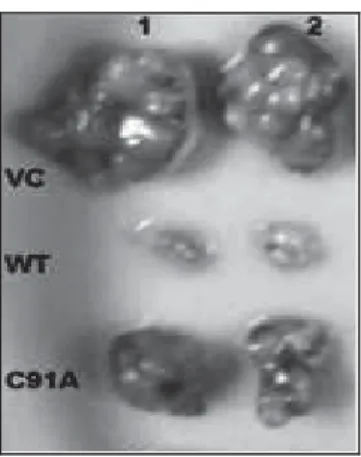 Figure 8. Effet anti tumoral de BAP11. Tumeurs issues de xénogreffes exprimant un 