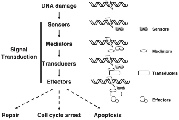 Figure 9. Organisation conceptuelle de la transduction de signal lors de la réponse  aux dommages à l'ADN