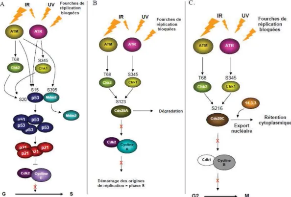 Figure 10. Vue globale des points de contrôle du cycle cellulaire induits par les  dommages à l'ADN