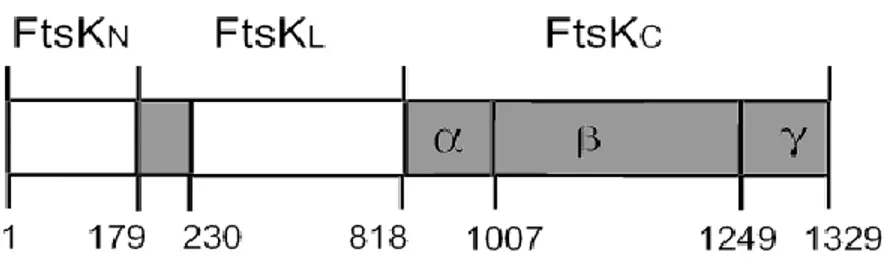 Figure 2:  Schéma de la  structure de la protéine  FtsK.   Les chiffres indiquent  les  positions en acides aminés