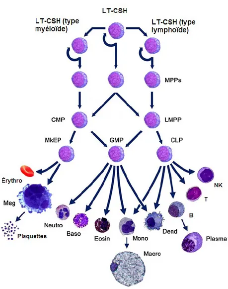 Figure  1.   L’hématopoïèse.  Les  cellules  souches  hématopoïétiques  ont  la  capacité  de 