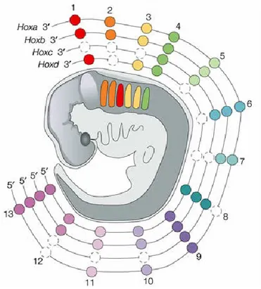 Figure 3 : Les gènes et le développement embryonnaire. Les 39 gènes Hox sont répartis 