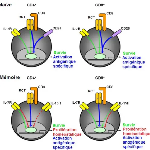 Figure 7.  Signaux extrinsèques modulant l’activation, la survie et la prolifération des  Tn et Tm