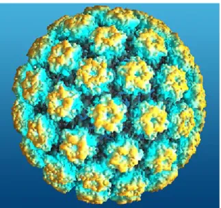 Figure  2 :  Structure  de  la  capside  icosaédrique  du  papillomavirus  humain. 