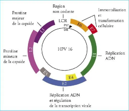 Figure 3 : Schéma de l’organisation génomique du VPH16. 