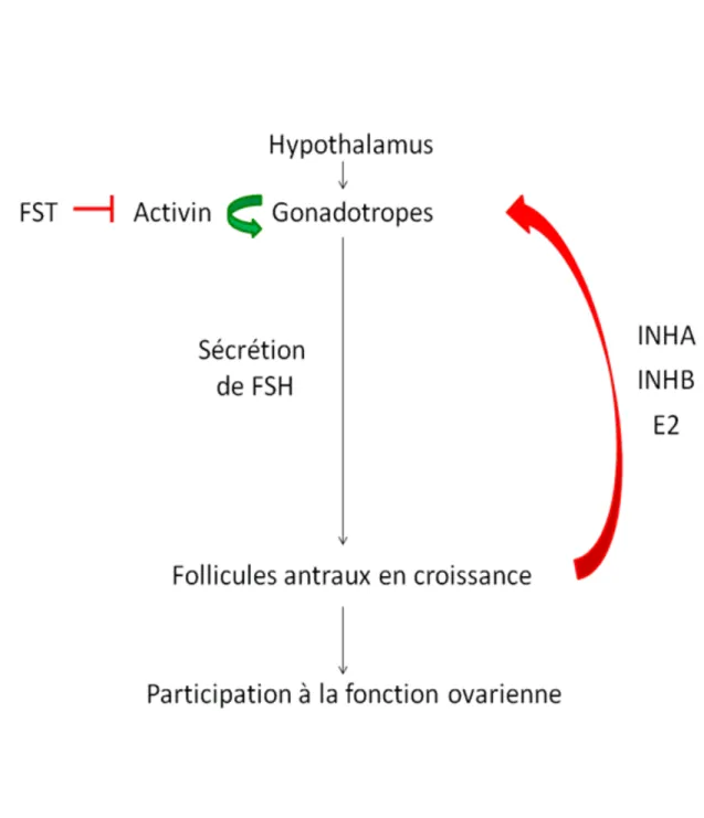 Figure 1.6 : Modèle simplifié de la régulation de la sécrétion de FSH par l’axe HPG. Le 