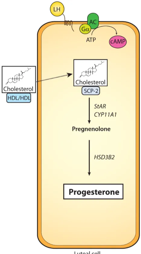 Figure 1.9 : Transformations enzymatiques permettant la synthèse de progestérone par le 