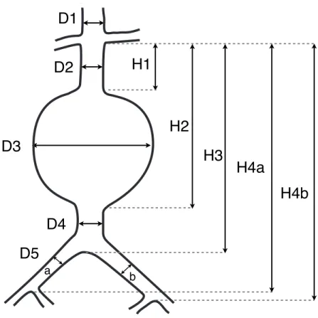 Figure 2.7: AAA measurements for stent graft sizing.  