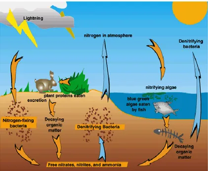 Fig 1. Nitrogen cycle (70) 