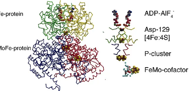 Fig 3. Structure of molybdenum-iron nitrogenase (54). The α and β subunits of 