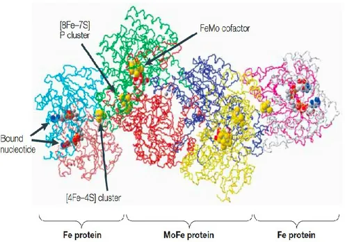 Fig 4.  Structure of the complex formed between  