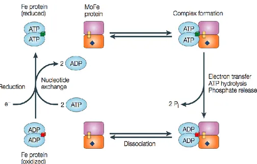 Fig 5. Depicting nitrogenase Fe-protein cycle (11). 