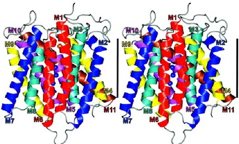 Fig 6. A 3D view of monomer ammonium transporter channel (AmtB) (25). 
