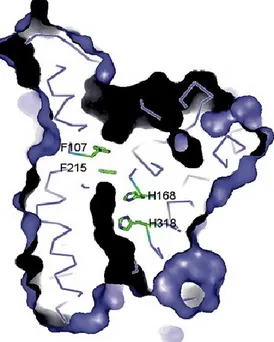 Fig 7. A cut through the AmtB monomer within the membrane, 