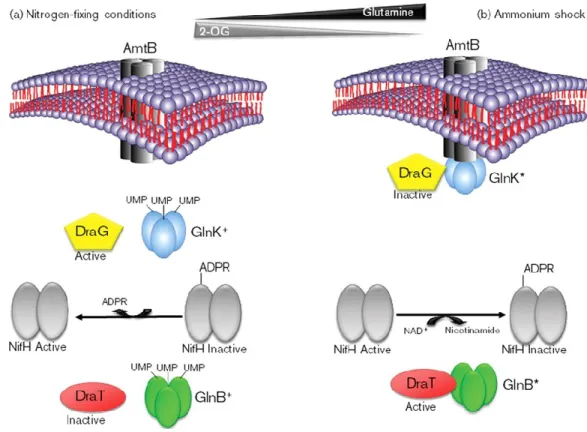 Fig 9. Role of AmtB and PII proteins in the regulation of DraT and DraG via (a) ammonium 