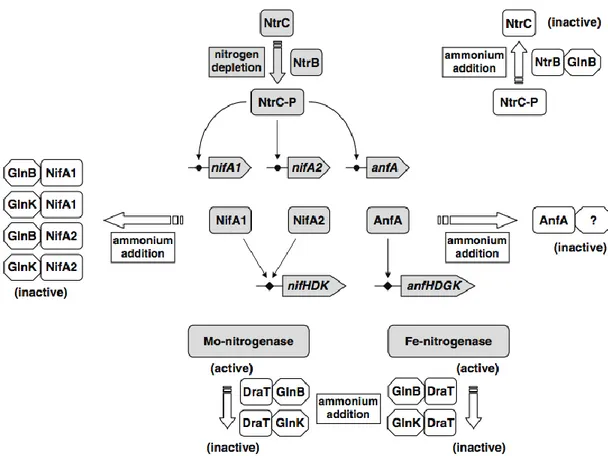 Fig 10. Nitrogen control of nitrogen fixation by GlnB and GlnK (mainly focusing on nitrogen 