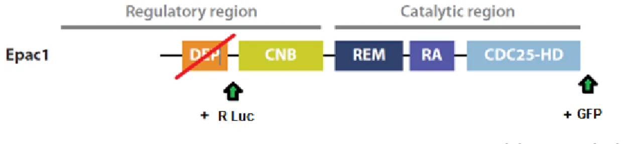 Figure 8. Architecture du domaine de la protéine Epac1