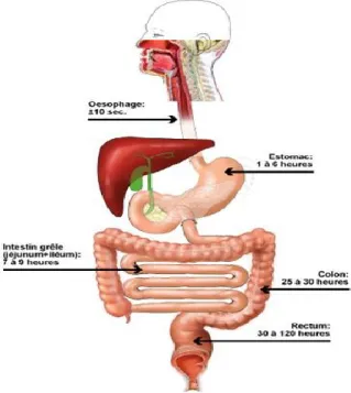 Figure 1 : Anatomie du tube digestif humain. 