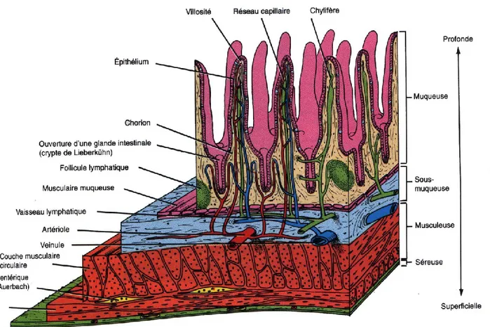 Figure 2: Coupes des couches de l’intestin grêle montrant des villosités  1.1.2.2  Les cellules intestinales  