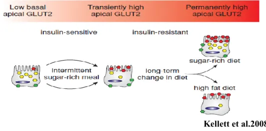 Figure  17 :  Le  développement  de  l’insulino-résistance  en  réponse  à  une  diète  riche  en  sucre  ou  en  lipides  est  associé  à  une  localisation  apicale  permanente  du  transporteur  du  glucose  GLUT2