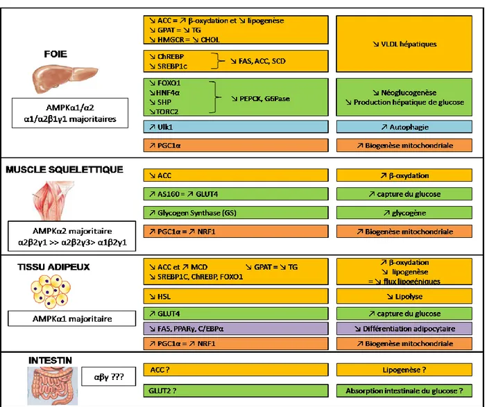 Figure 20: Comparaison des rôles de l’AMPK entre les différents tissus insulino-sensibles  1.4.4  Régulation de l’AMPK 