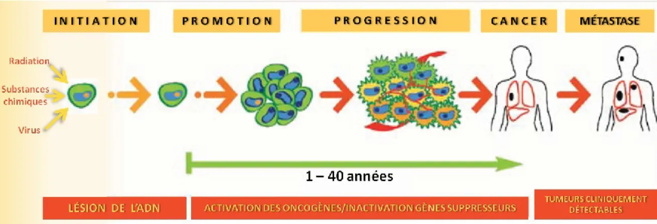Figure 1. Étapes de la cancérogenèse. Des agents néfastes affectent une cellule normale et 