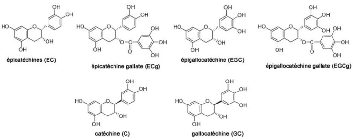 Figure 4. Structure moléculaire des différentes catéchines du thé vert. 